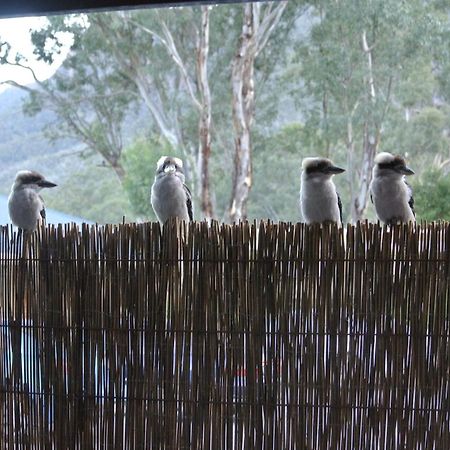 Kookaburra Motor Lodge Холс-Гэп Экстерьер фото