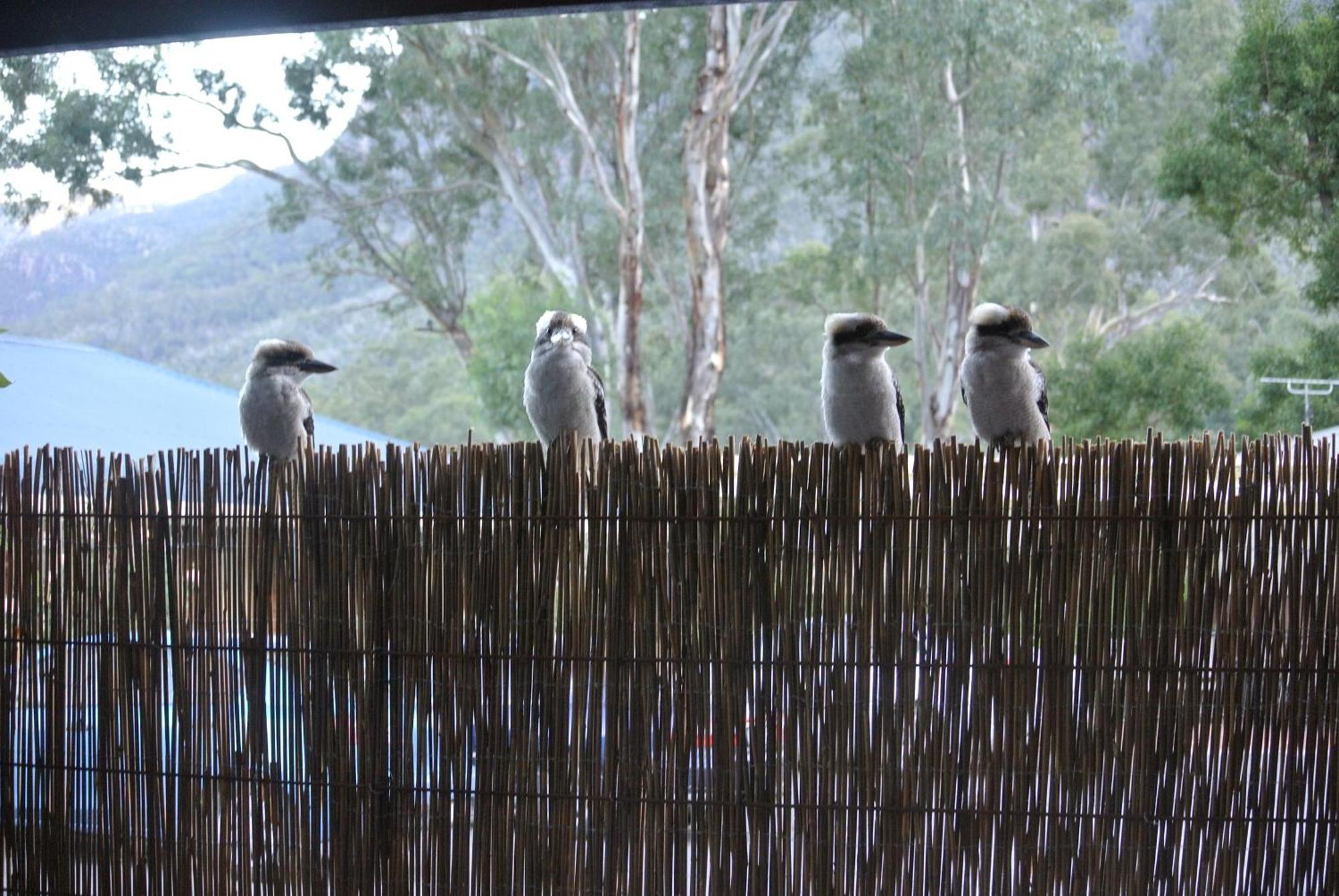 Kookaburra Motor Lodge Холс-Гэп Экстерьер фото